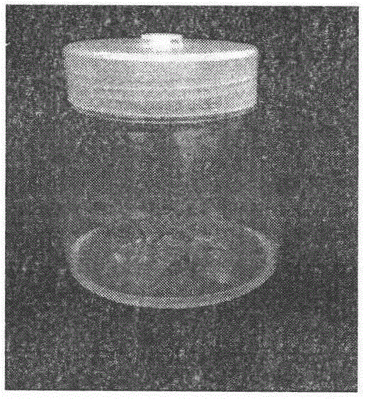 The rapid propagation method of Acanthopanax in vitro