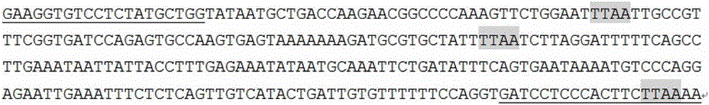 Primer pair and method for detecting cow GART (genotypic antiretroviral resistance testing) mutant genetype