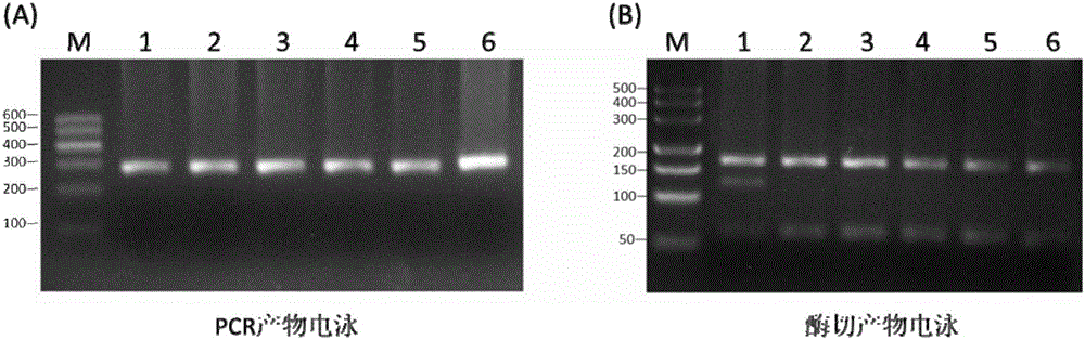 Primer pair and method for detecting cow GART (genotypic antiretroviral resistance testing) mutant genetype