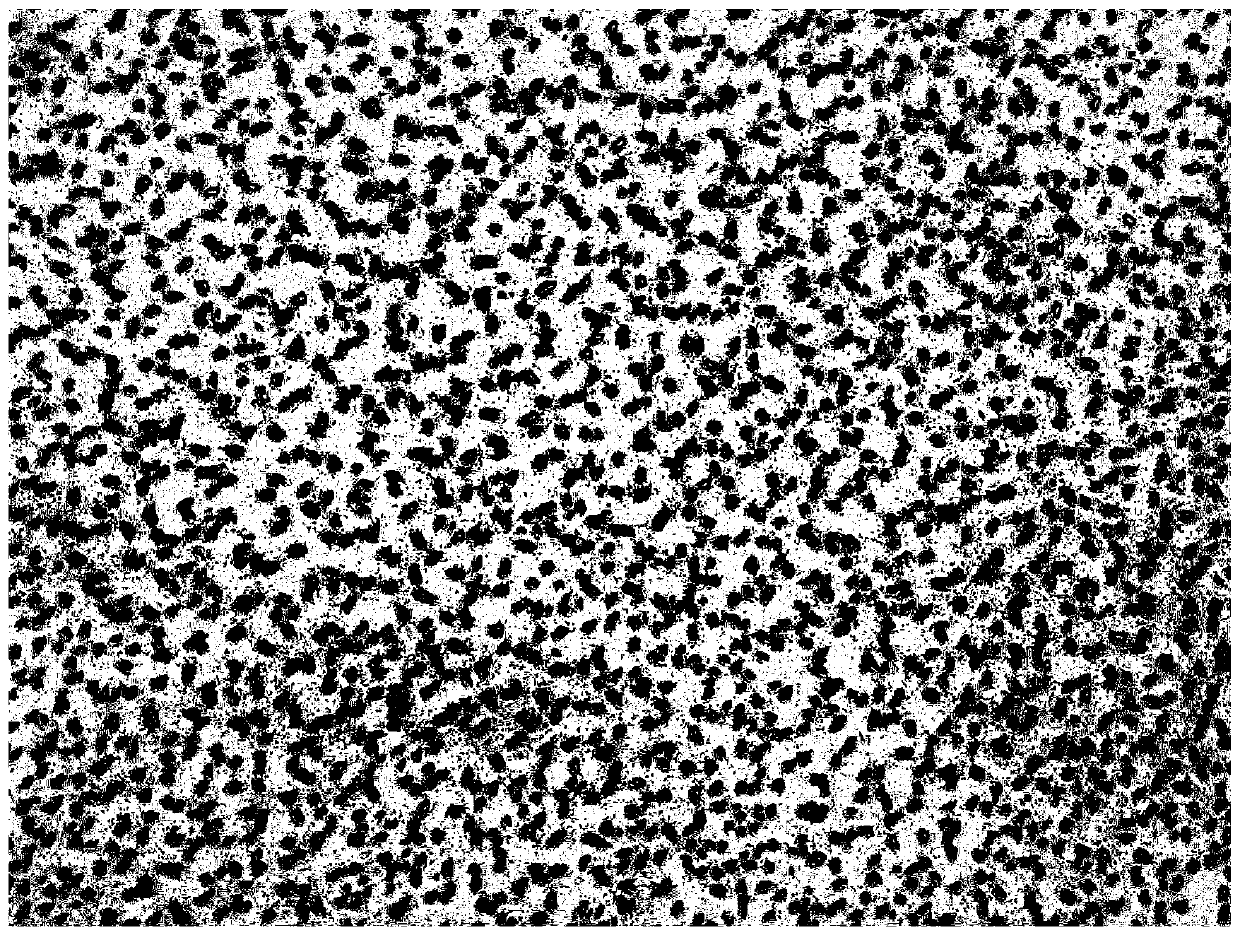 Skin repairing polypeptide composition with water-in-oil system