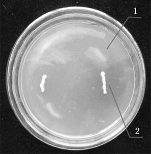 Saccharomyces 17wy1, its microbial preparation and its application in the control of wheat powdery mildew