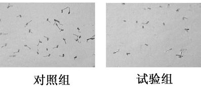 Saccharomyces 17wy1, its microbial preparation and its application in the control of wheat powdery mildew