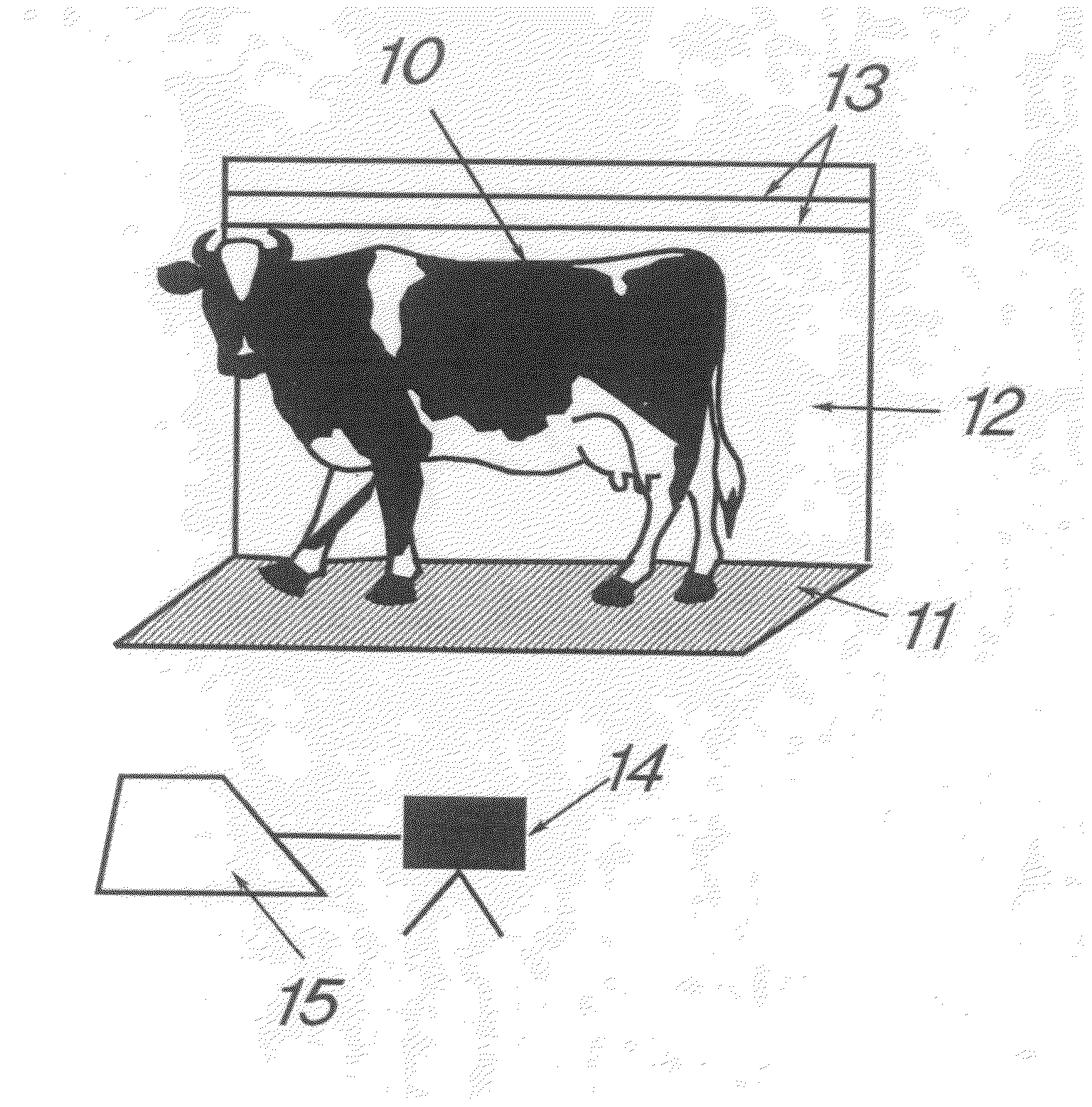 Method and a System for Measuring an Animal's Height