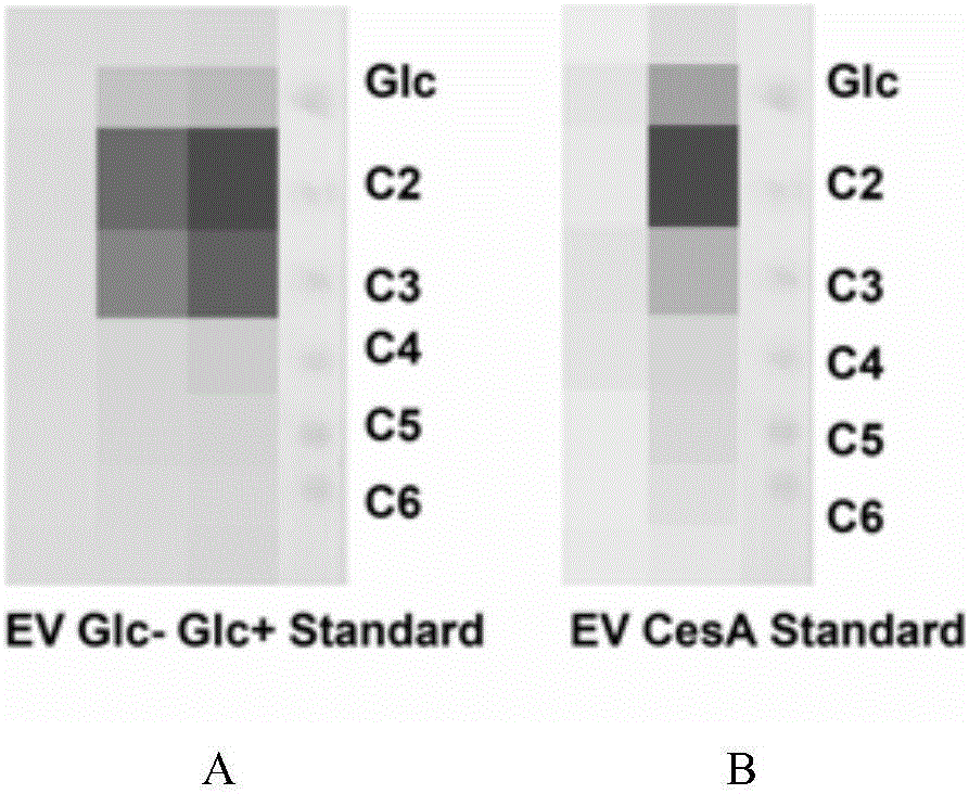 Cellulose synthase PCCESA1 protein from phytophthora capsici, and encoding gene and application thereof