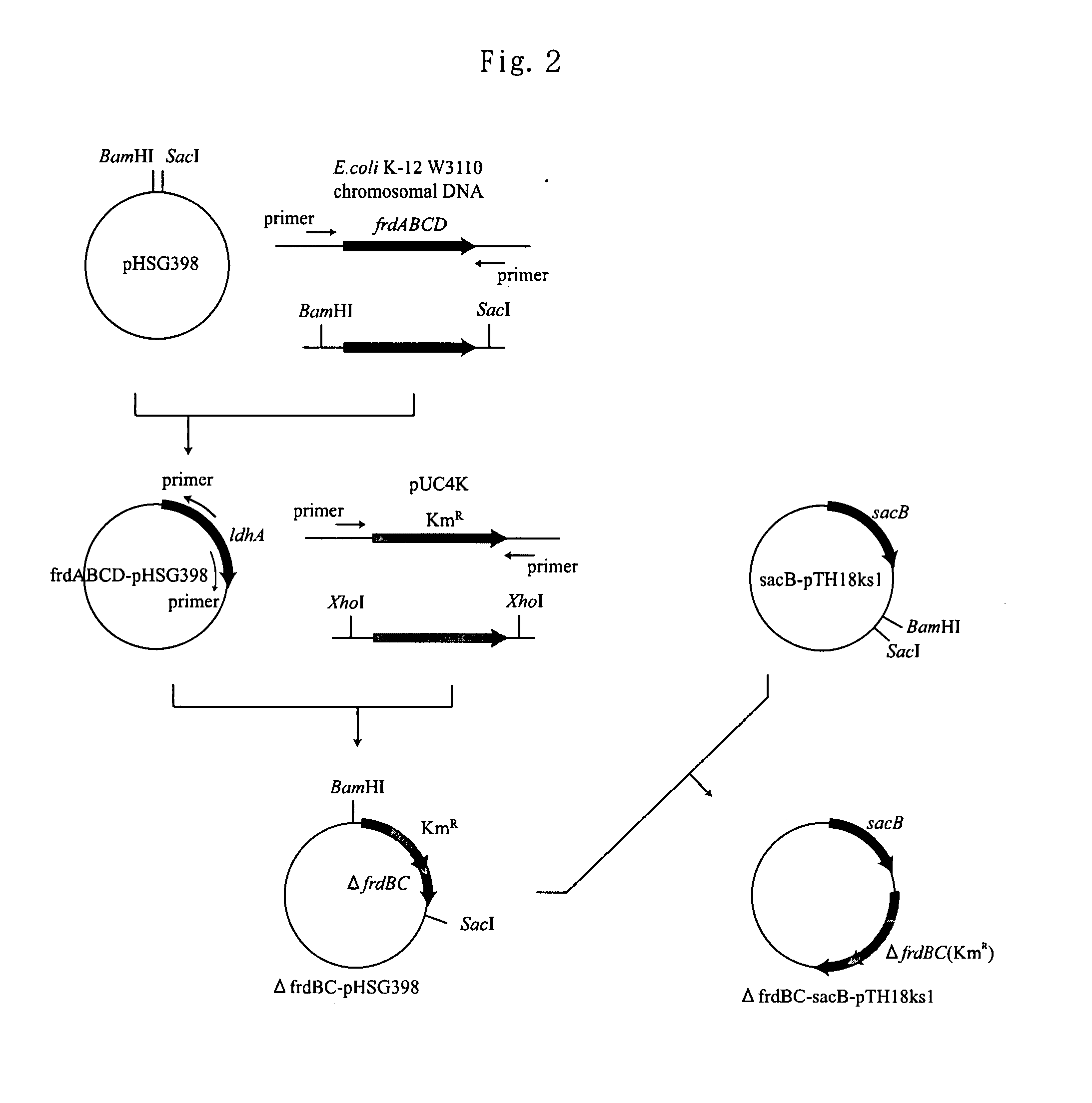 Microorganism having the improved gene for hydrogen-generating capability, and process for producing hydrogen using the same
