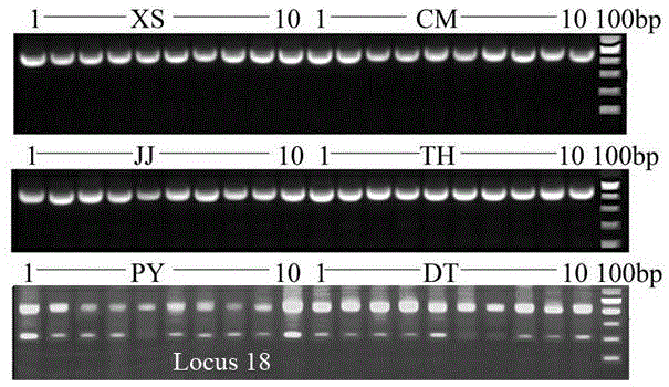 Molecular marker for discriminating different ecotype populations of coilia ectenes
