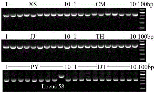 Molecular marker for discriminating different ecotype populations of coilia ectenes