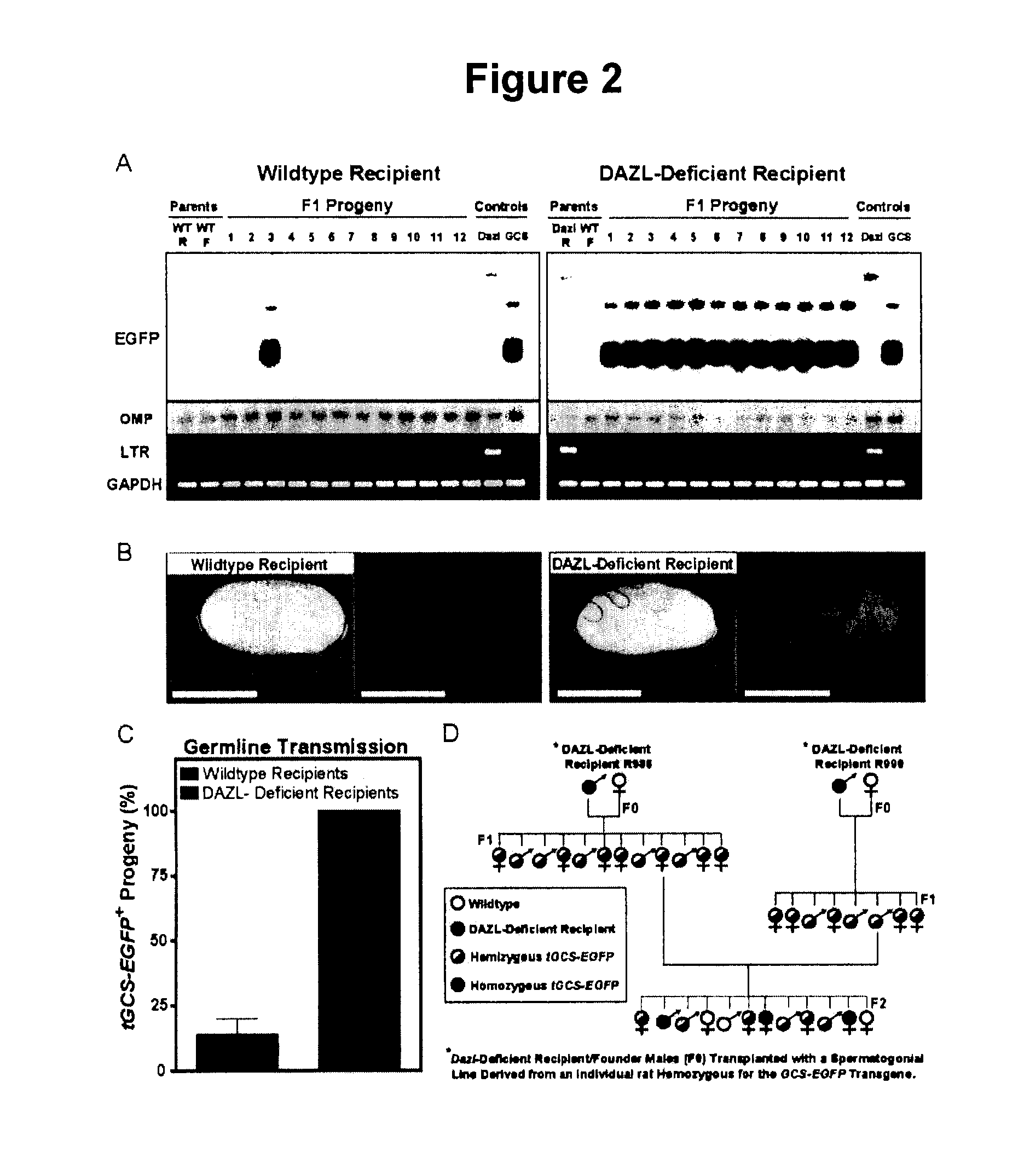 Production and use of rat spermatogonial stem cell lines