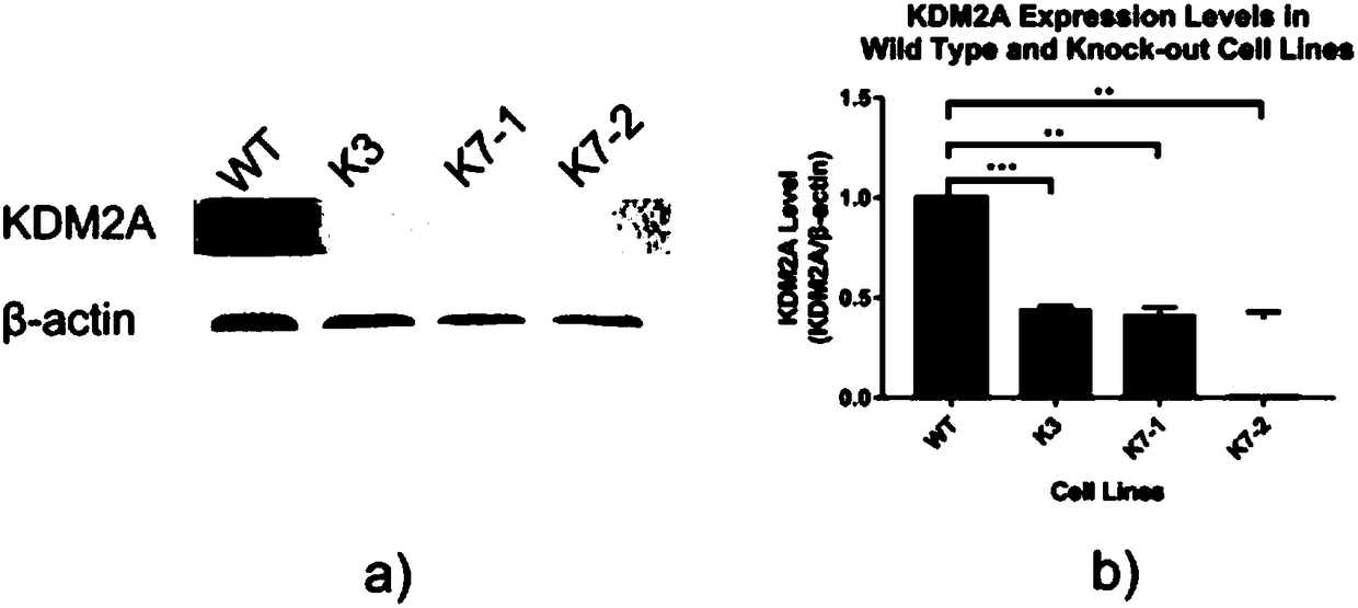 Method for knocking out KDM2A gene of HEK293T cells with CRISPR-CAS9 technology