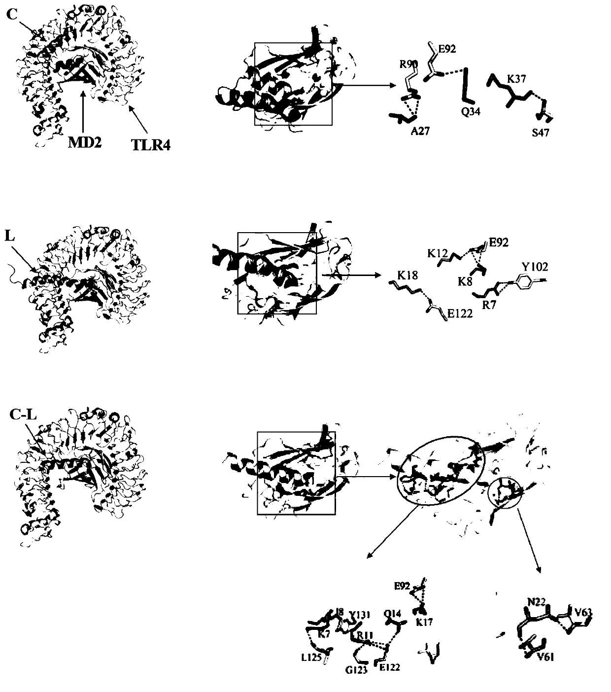 Hybrid peptide having functions of detoxification, anti-inflammatory, anti-apoptosis, protection of intestinal barrier and promotion of wound healing and application thereof