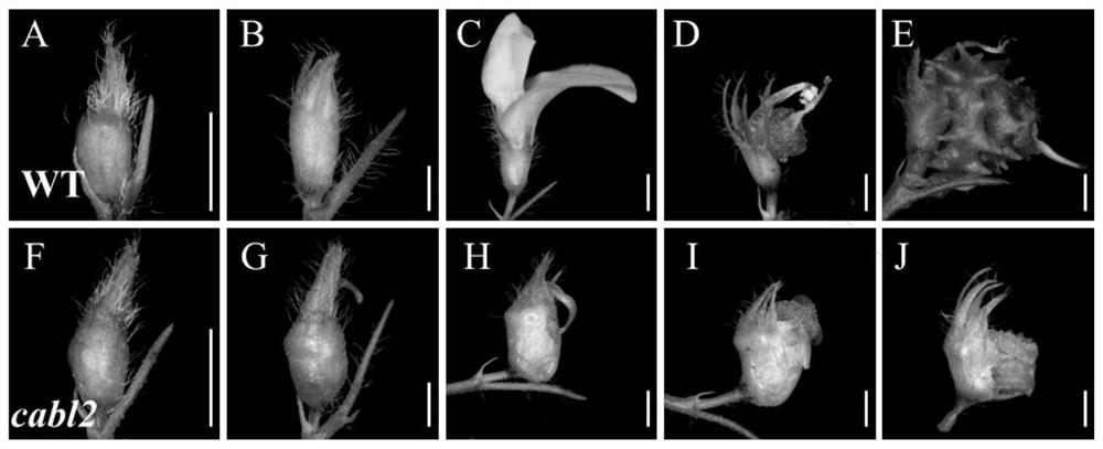 A plant Medicago truncatula flower organ stigma exposure gene and its encoded protein and application