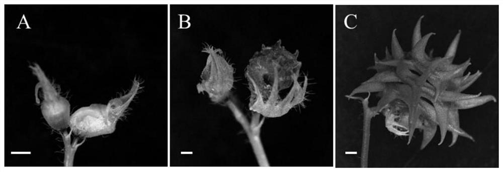 A plant Medicago truncatula flower organ stigma exposure gene and its encoded protein and application