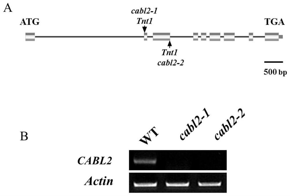 A plant Medicago truncatula flower organ stigma exposure gene and its encoded protein and application