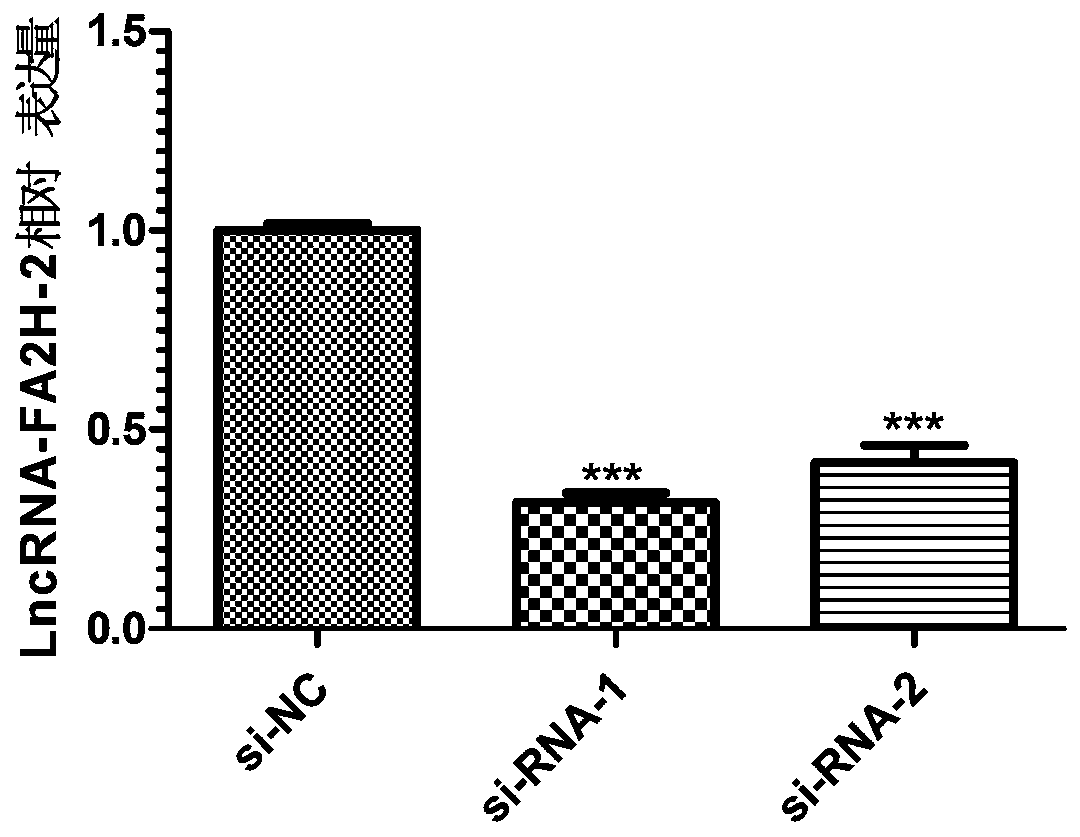 Long non-coding RNA related to melanoma and application thereof