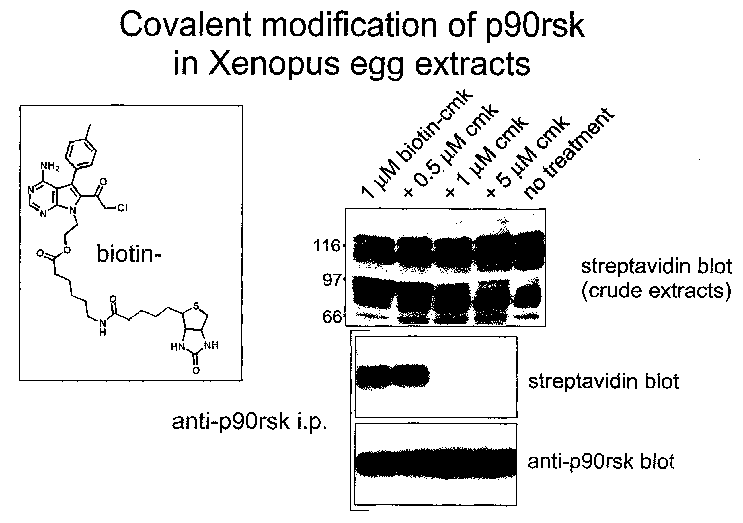 Selective serine/threonine kinase inhibitors