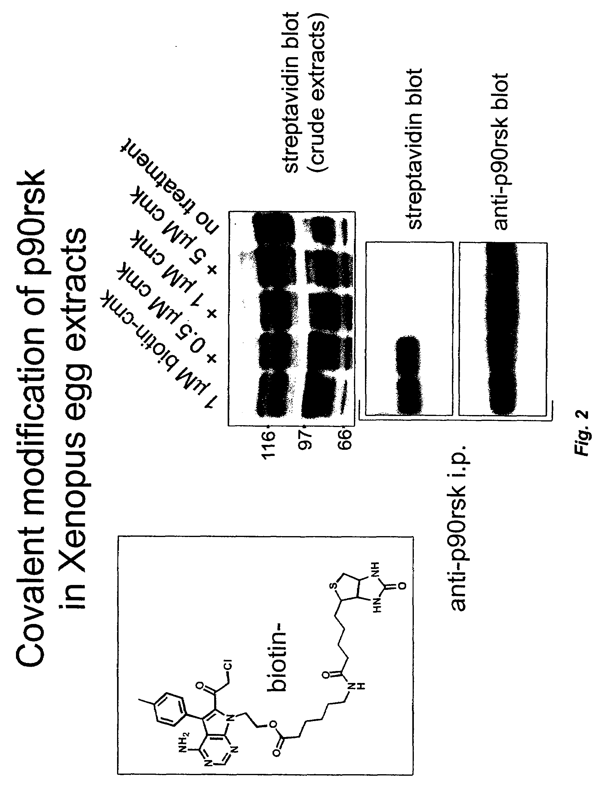 Selective serine/threonine kinase inhibitors