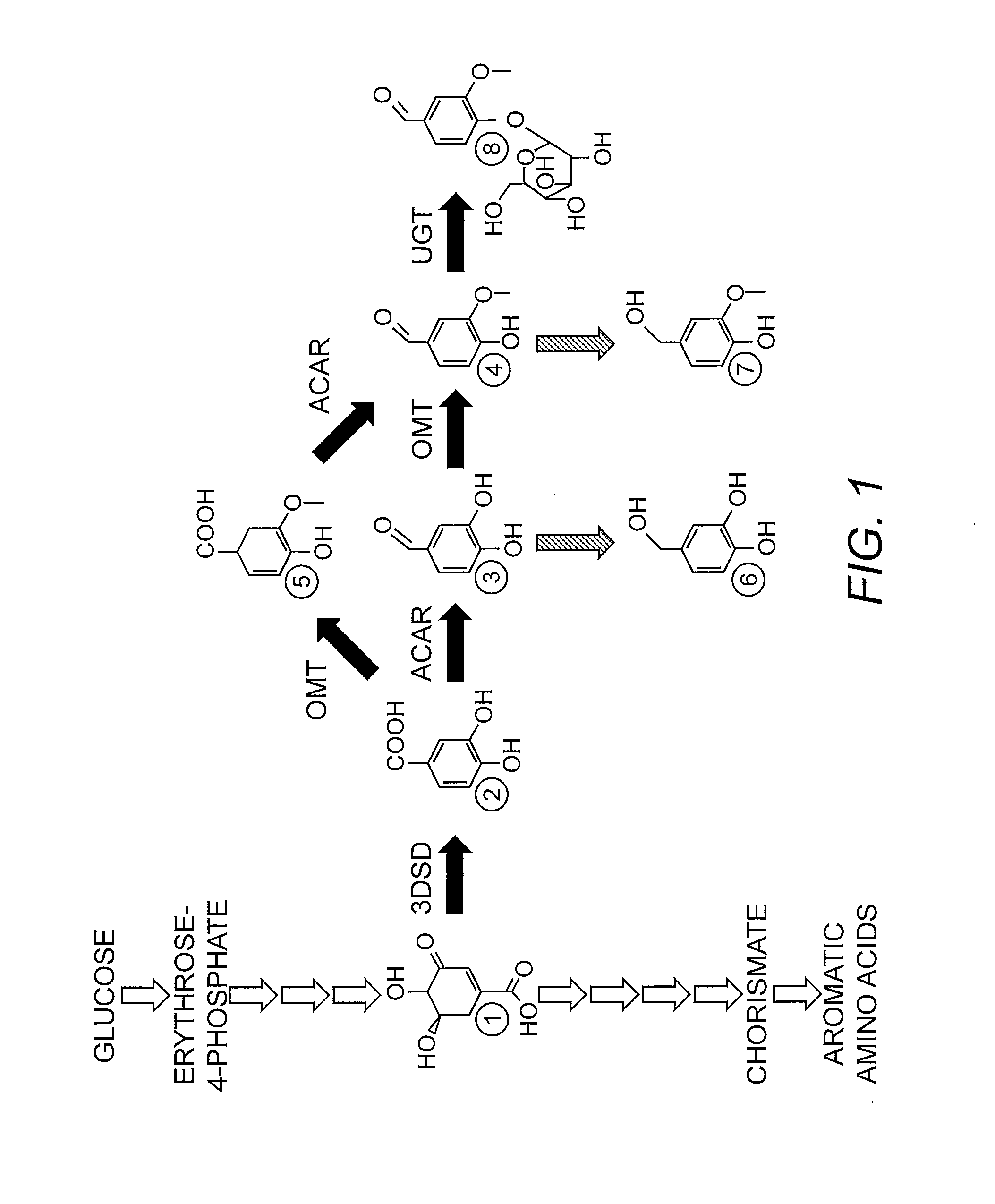 Compositions and methods for the biosynthesis of vanillan or vanillin beta-d-glucoside