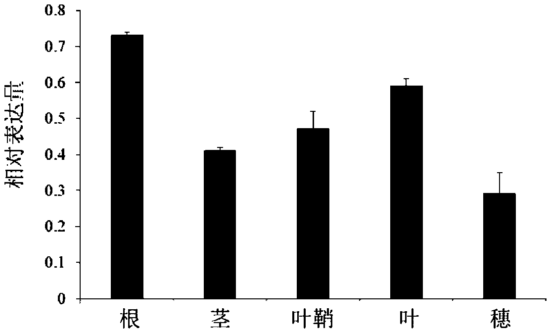 Paddy rice NRT 1.1A gene and application of encoded protein of paddy rice NRT 1.1A gene to improve plant yield in breeding