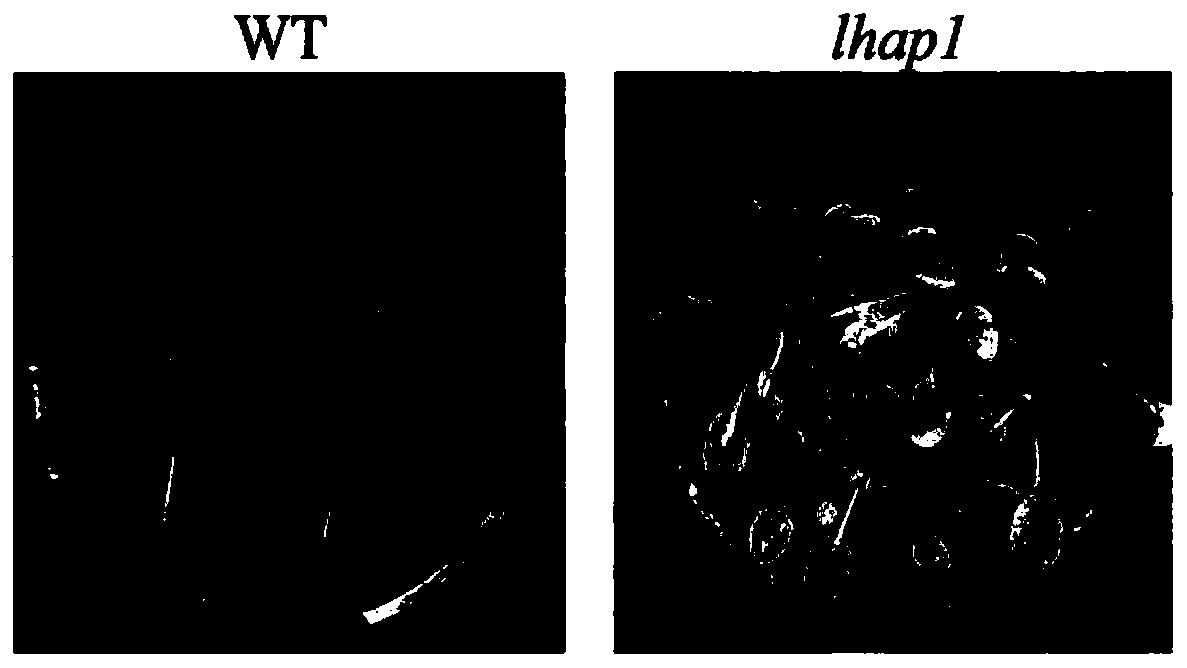 Application of lhap1 protein and its coding gene in regulating plant photosynthesis