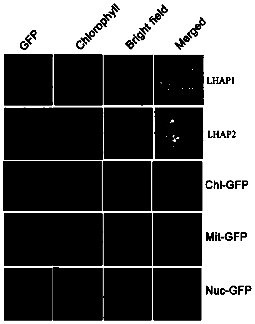 Application of lhap1 protein and its coding gene in regulating plant photosynthesis