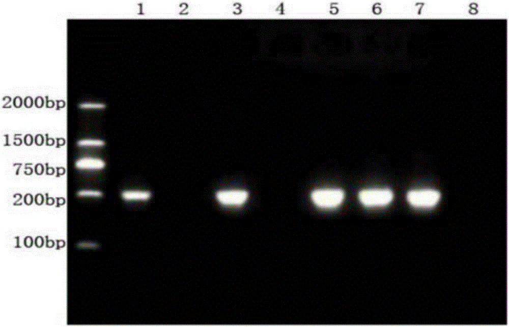 Xyleborus sp insect gene barcode detection kit and detection method thereof