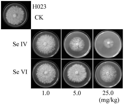 Method for biosynthesis of organic selenium by using Hypsizygus marmoreus