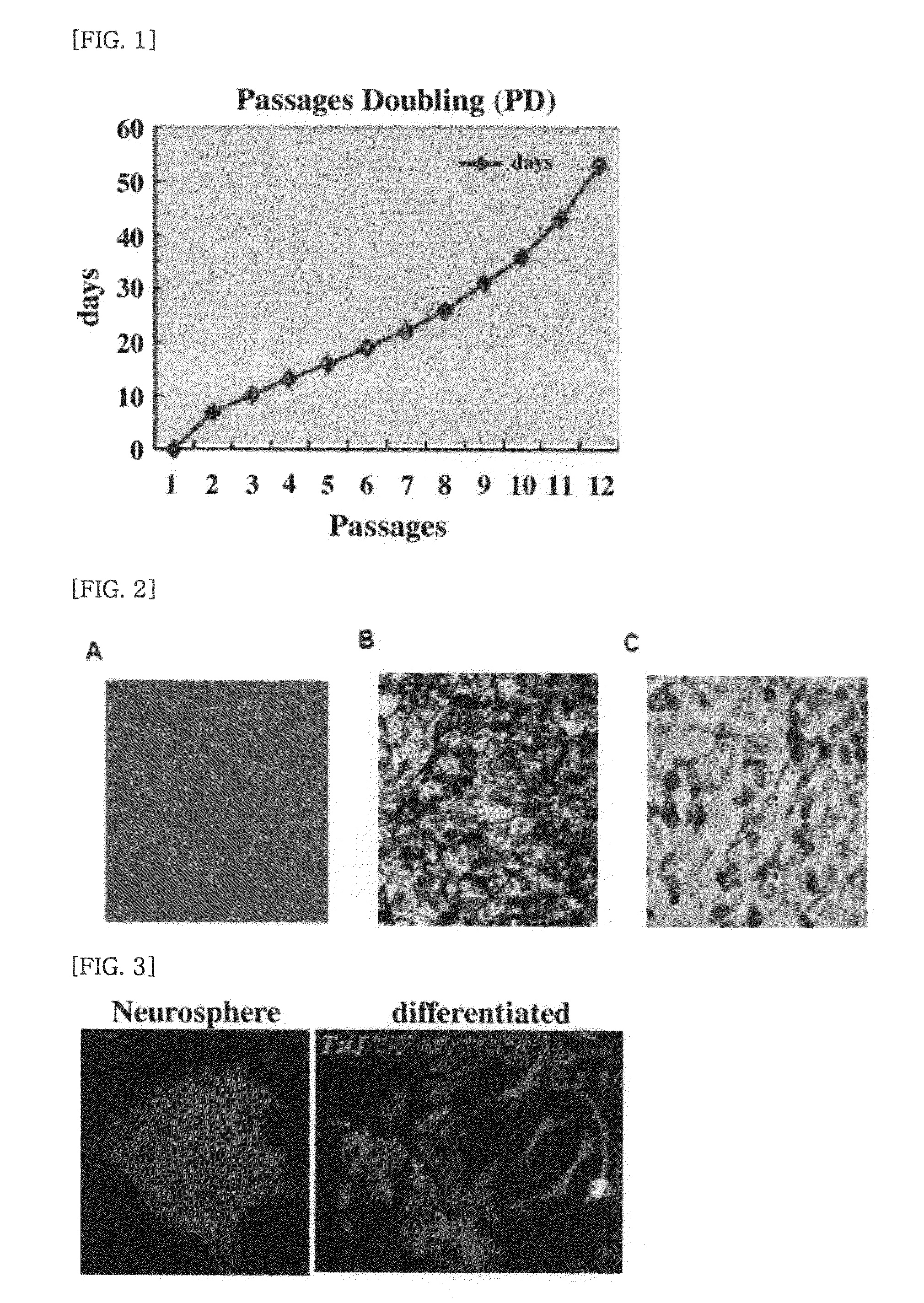 Therapeutic cell medicine comprising skin tissue derived stem cell