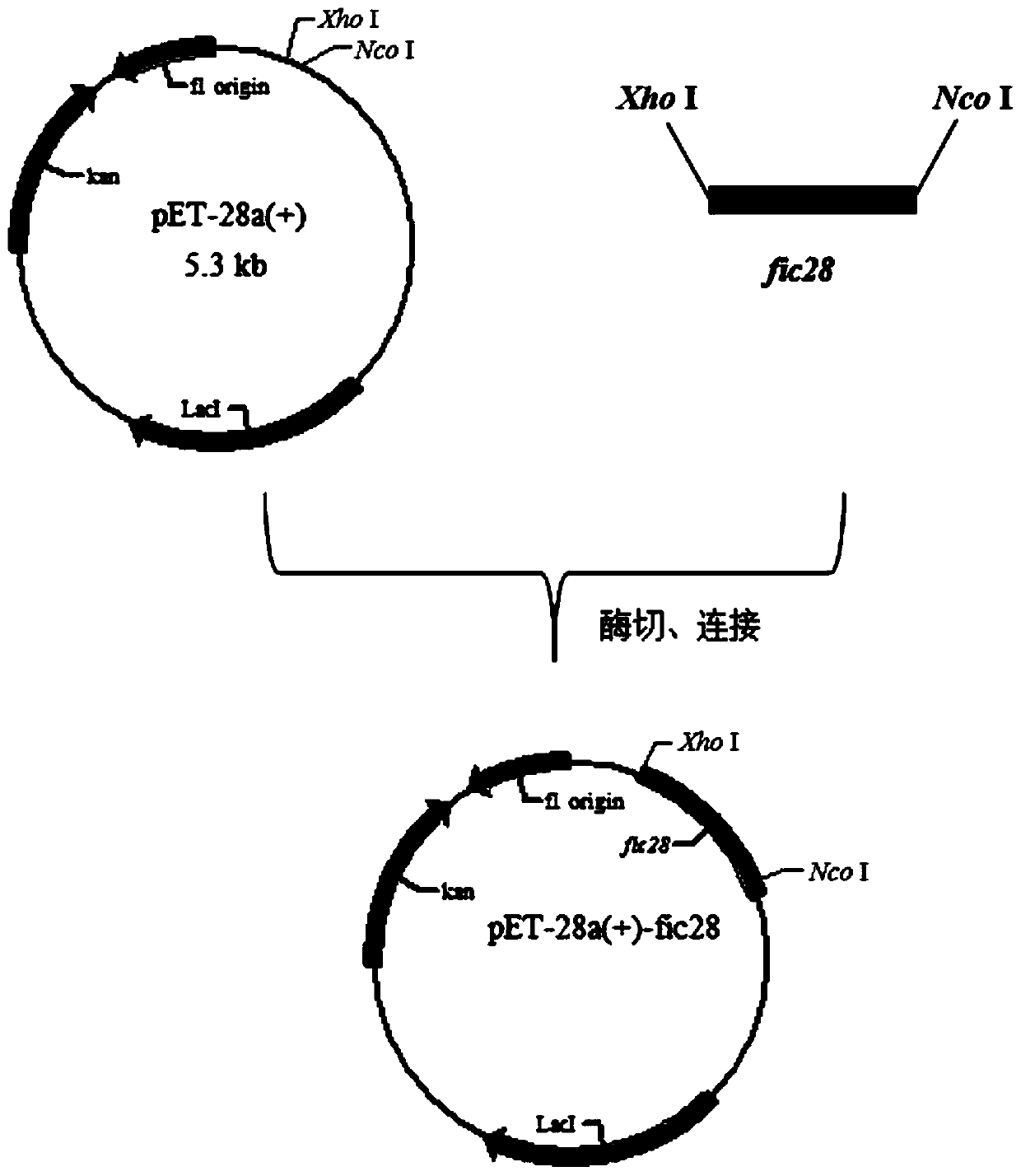 Sulfonyl transferase, application and aziridine ring biosynthesis method mediated by sulfonyl transferase