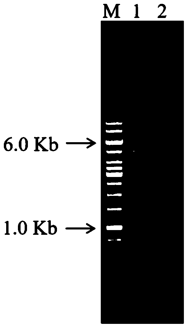 Sulfonyl transferase, application and aziridine ring biosynthesis method mediated by sulfonyl transferase