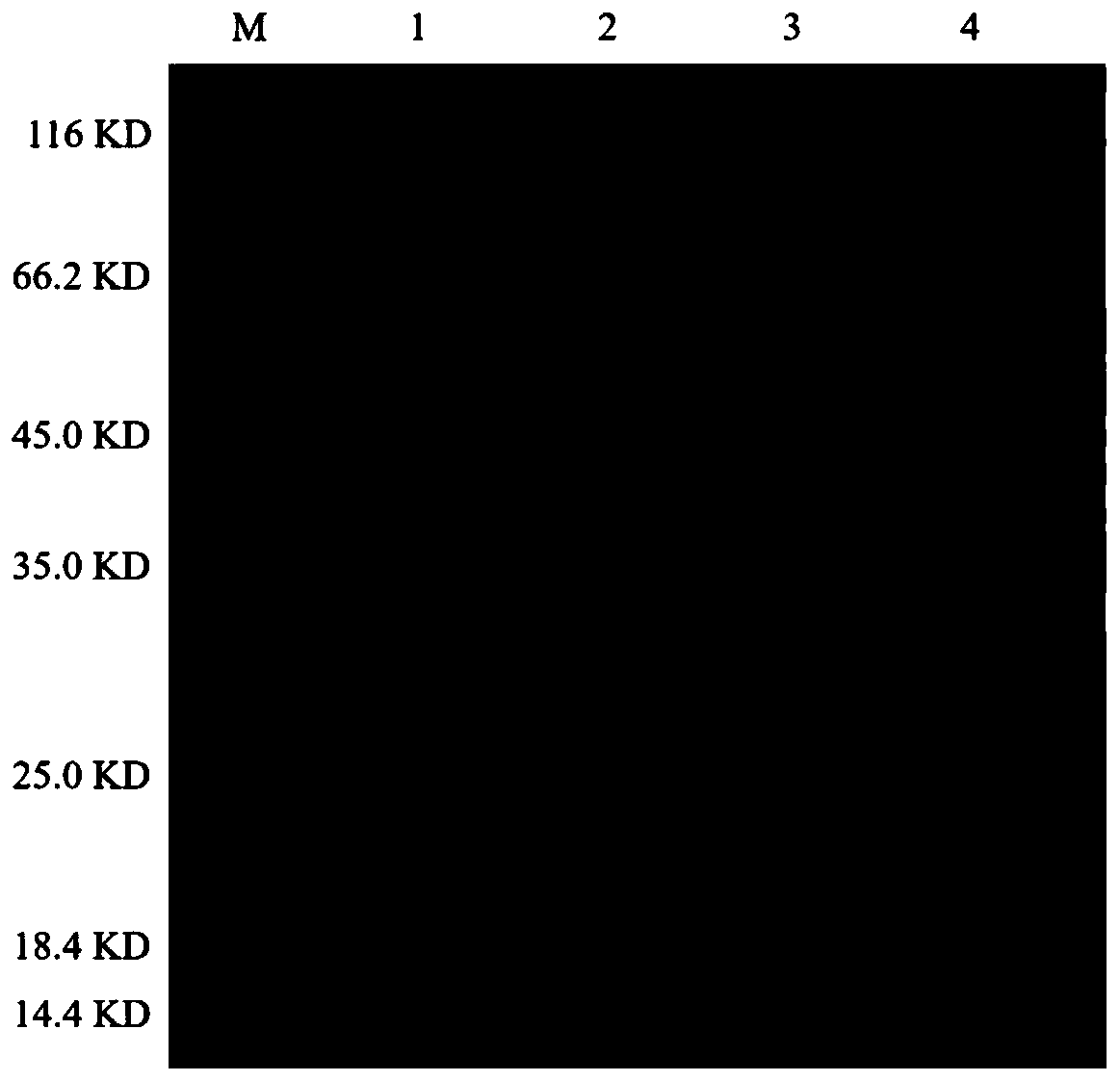 Sulfonyl transferase, application and aziridine ring biosynthesis method mediated by sulfonyl transferase