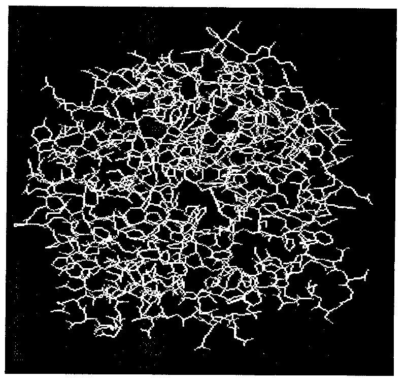 Cellulose orthogenesis method of ampullaria crossean