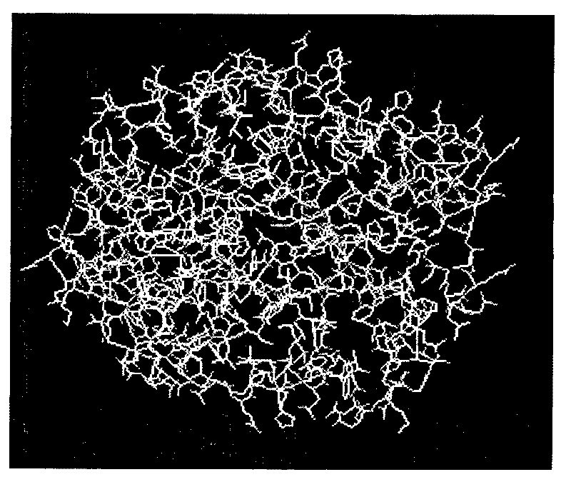 Cellulose orthogenesis method of ampullaria crossean