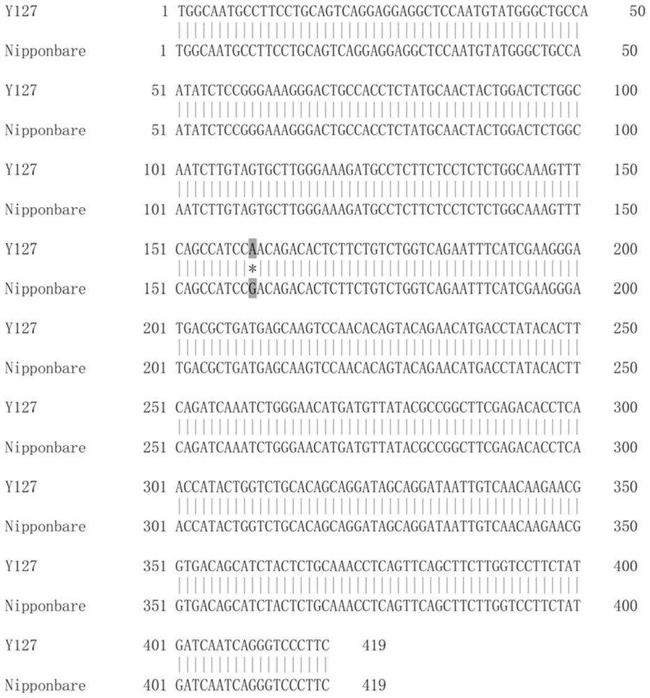 PARMS marker based on SNP mutation of coding region of rice blast resistance gene Pid2 and application