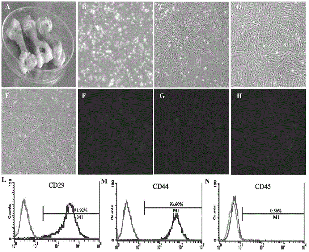Establishment method for immortal bone mesenchymal stem cell line of Chang-Bai piglet