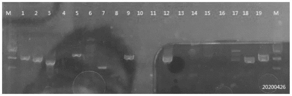 Method for amplifying mouse monoclonal antibody heavy light chain gene sequence, primers thereof and method for screening primers