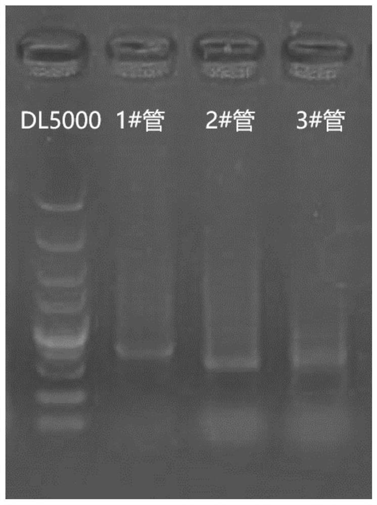 Method for amplifying mouse monoclonal antibody heavy light chain gene sequence, primers thereof and method for screening primers