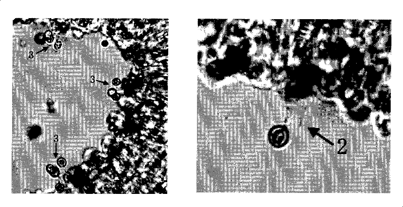 Aromatic mushroom spawn and method for producing aromatic mushroom with the same