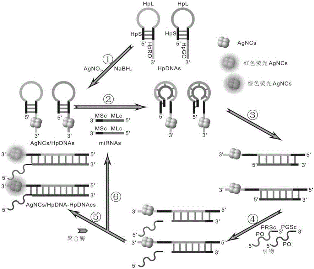 MicroRNA SDA (strand-displacement amplification) detection method based on AgNCs/HpDNA probes