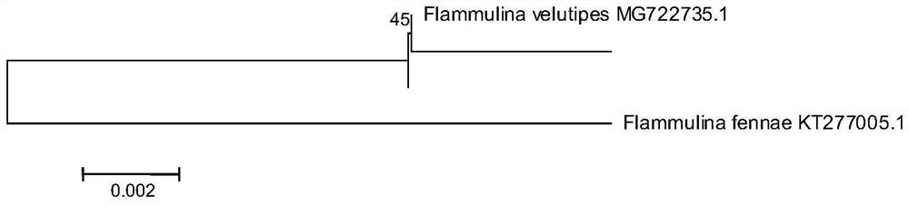 Flammulina velutipes x18 and its cultivation method