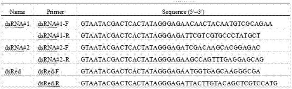 Molecular cloning and identifying method for silkworm gene