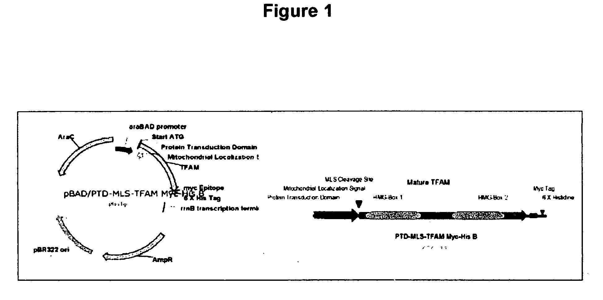 Methods and compositions for delivering polynucleotides