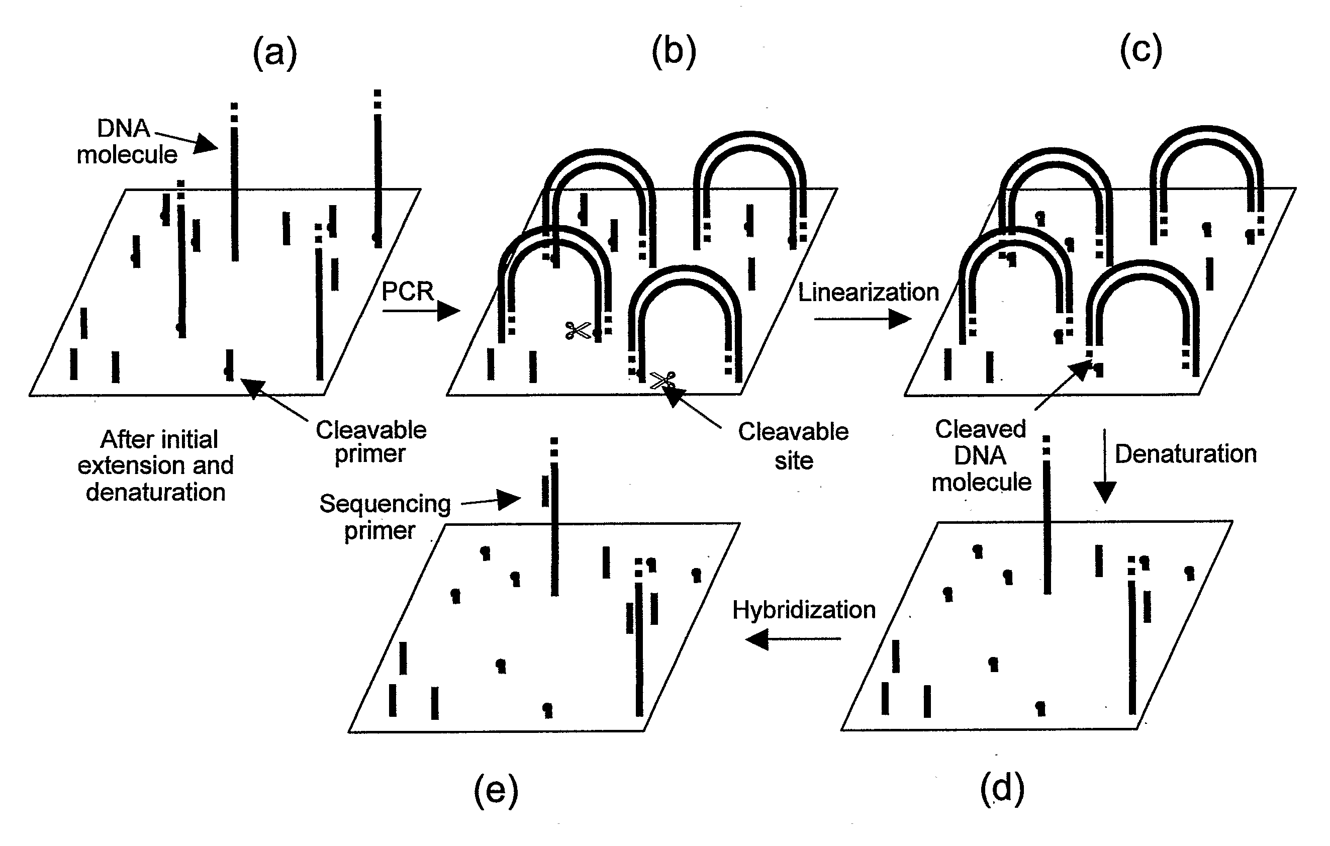 Preparation of templates for nucleic acid sequencing