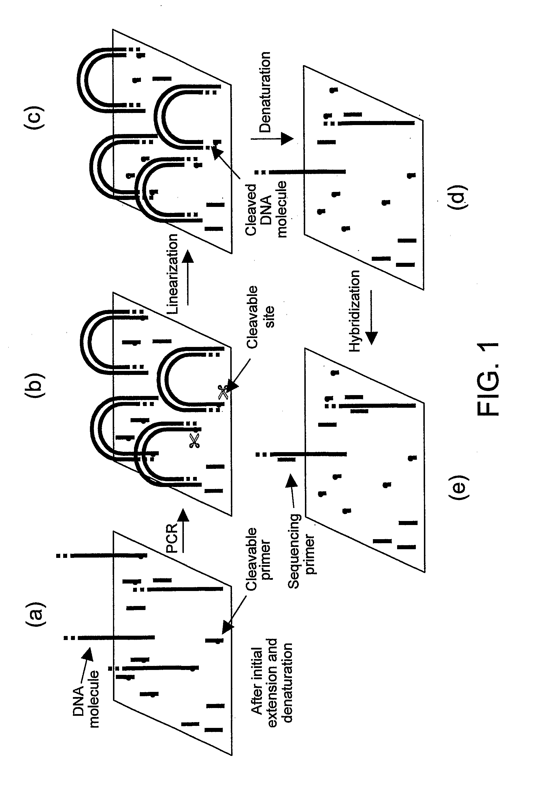 Preparation of templates for nucleic acid sequencing