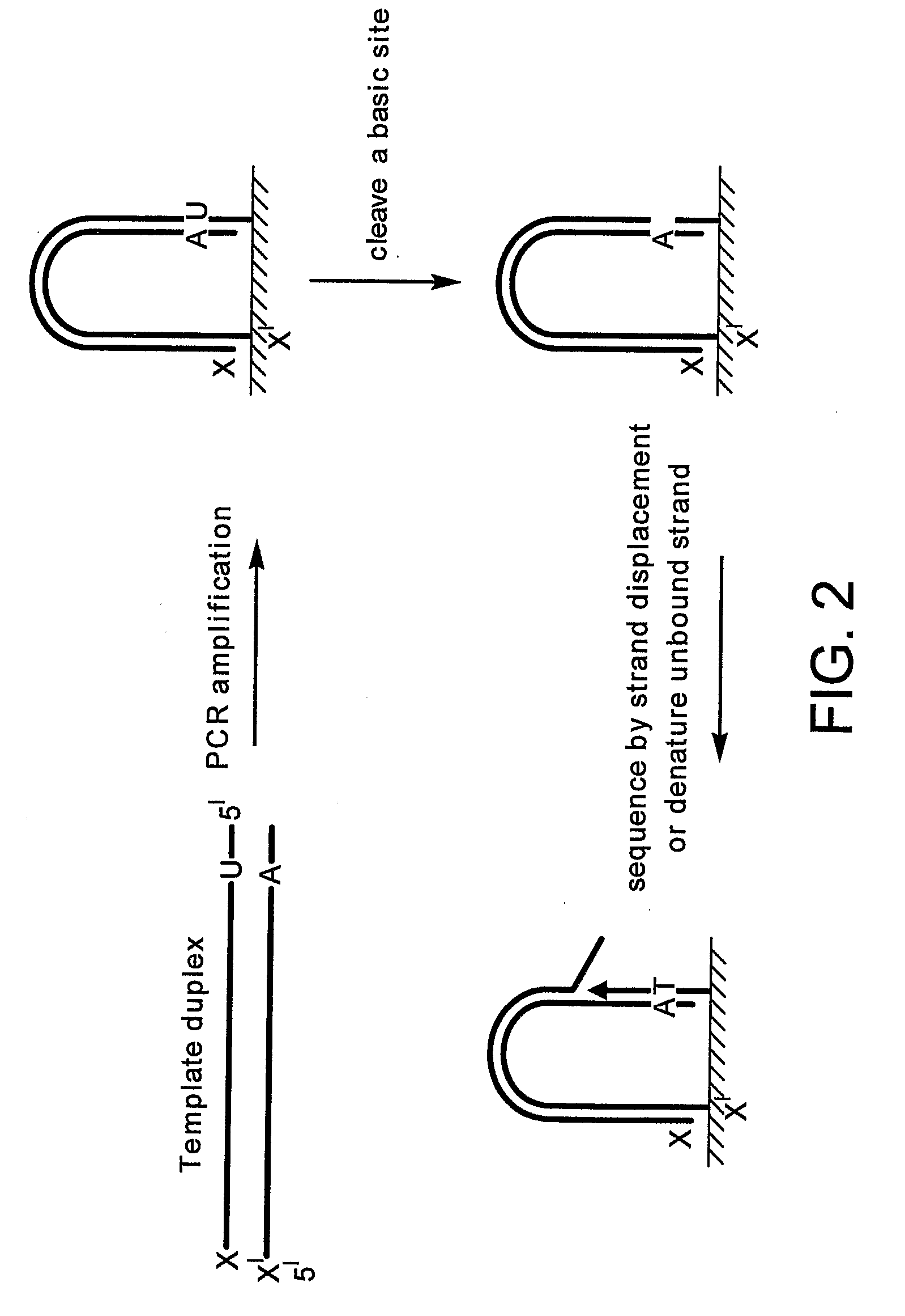 Preparation of templates for nucleic acid sequencing