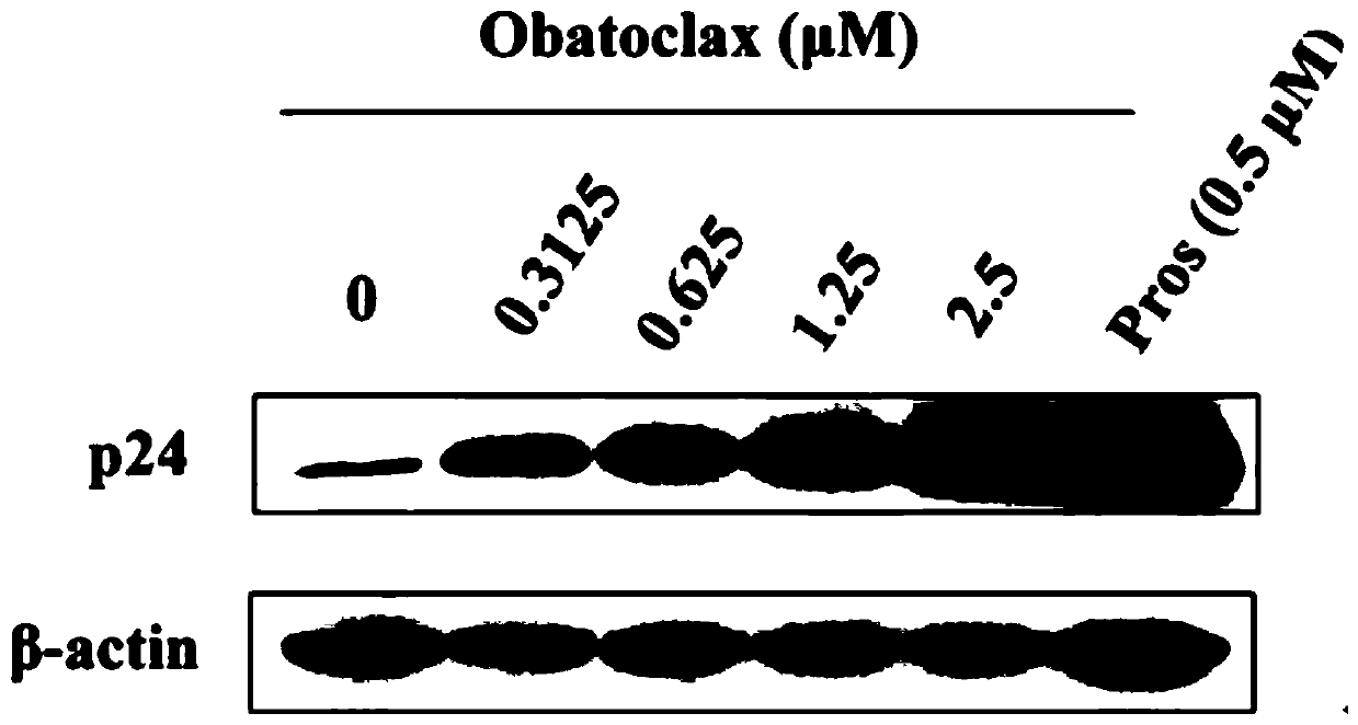 Application of Obatoclax in preparation of HIV-1 latent infection reversal agent