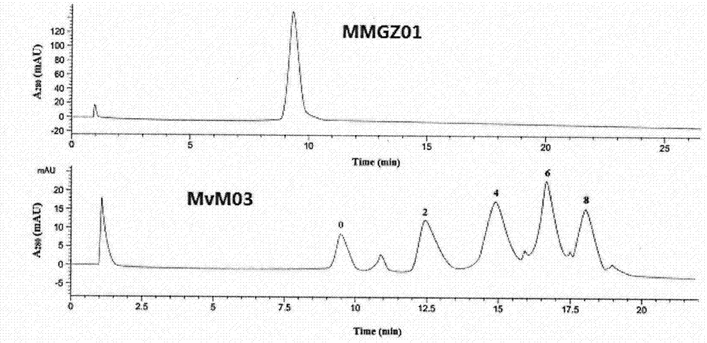 Anti-human DLL4 monoclonal antibody and aplysiatoxin derivative MMAE conjugate