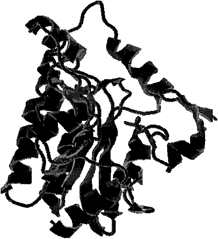 Earthnut acetyl coenzyme A carboxylase carboxyltransferase beta subunit gene and encoding protein and cloning method thereof