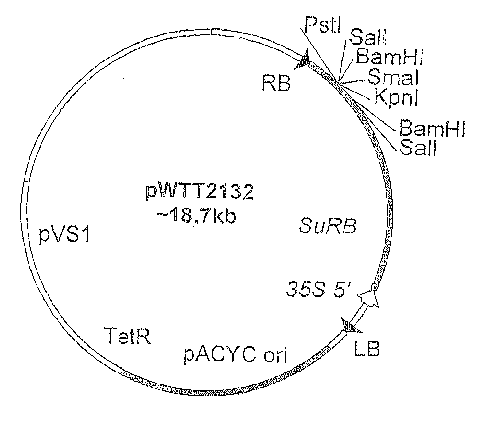 Flavonoid 3',5' hydroxylase gene sequences and uses therefor