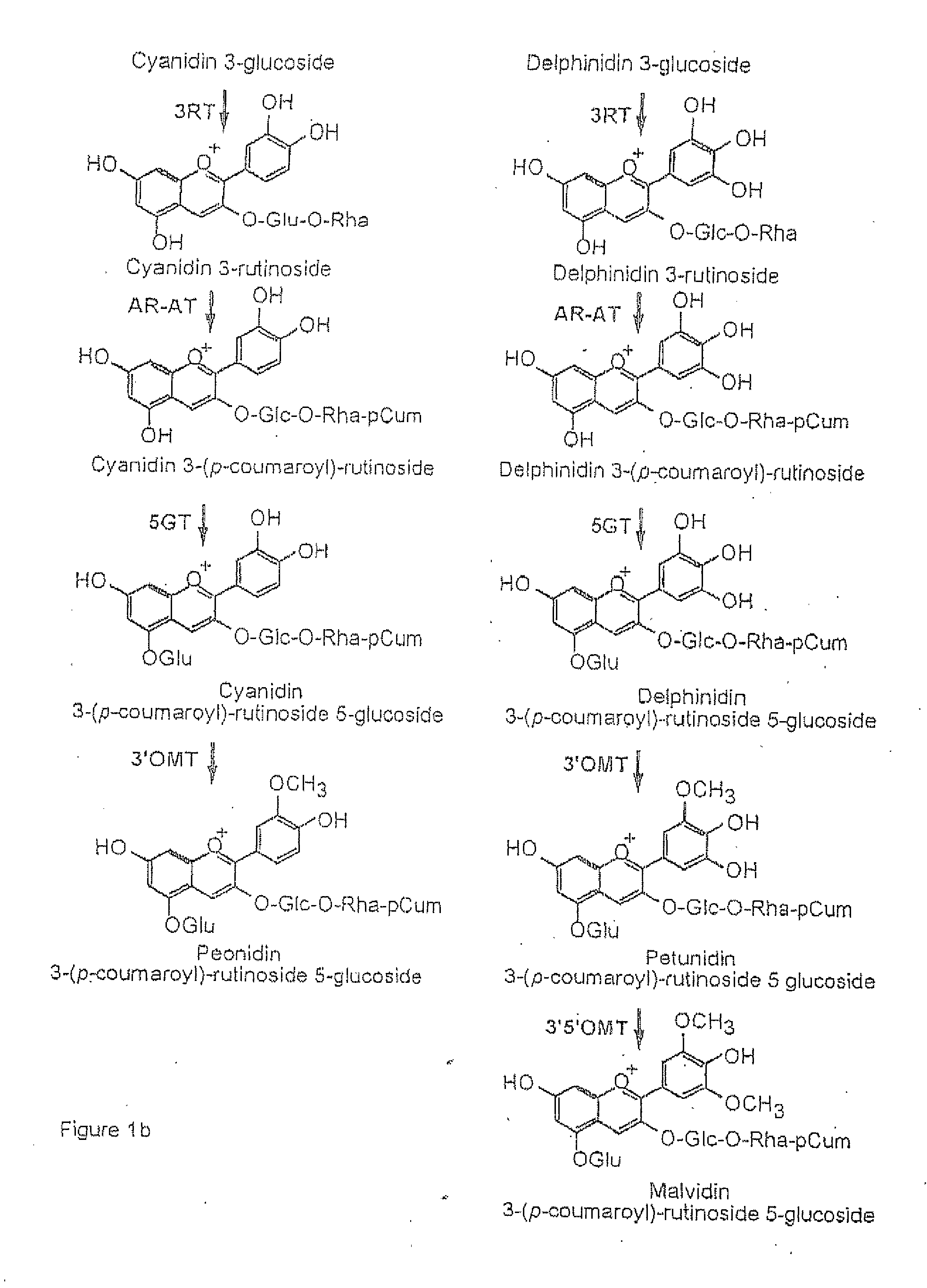 Flavonoid 3',5' hydroxylase gene sequences and uses therefor