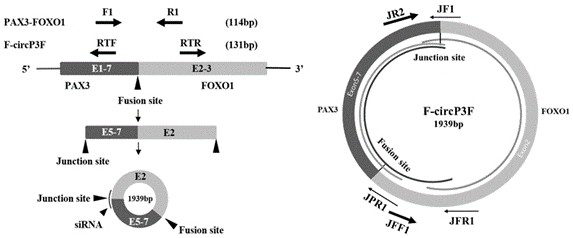 Molecular marker of rhabdomyosarcoma fusion gene related circular RNA and application of molecular marker